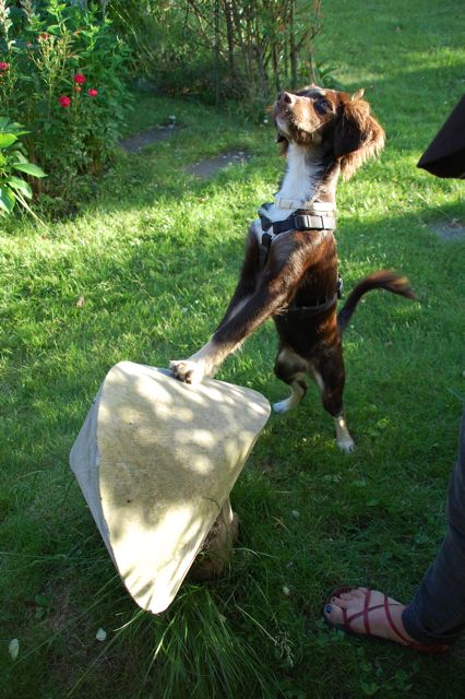 Bolle (Australian Shepherd, Unbekannt) Australian Shepherd Unbekannt 