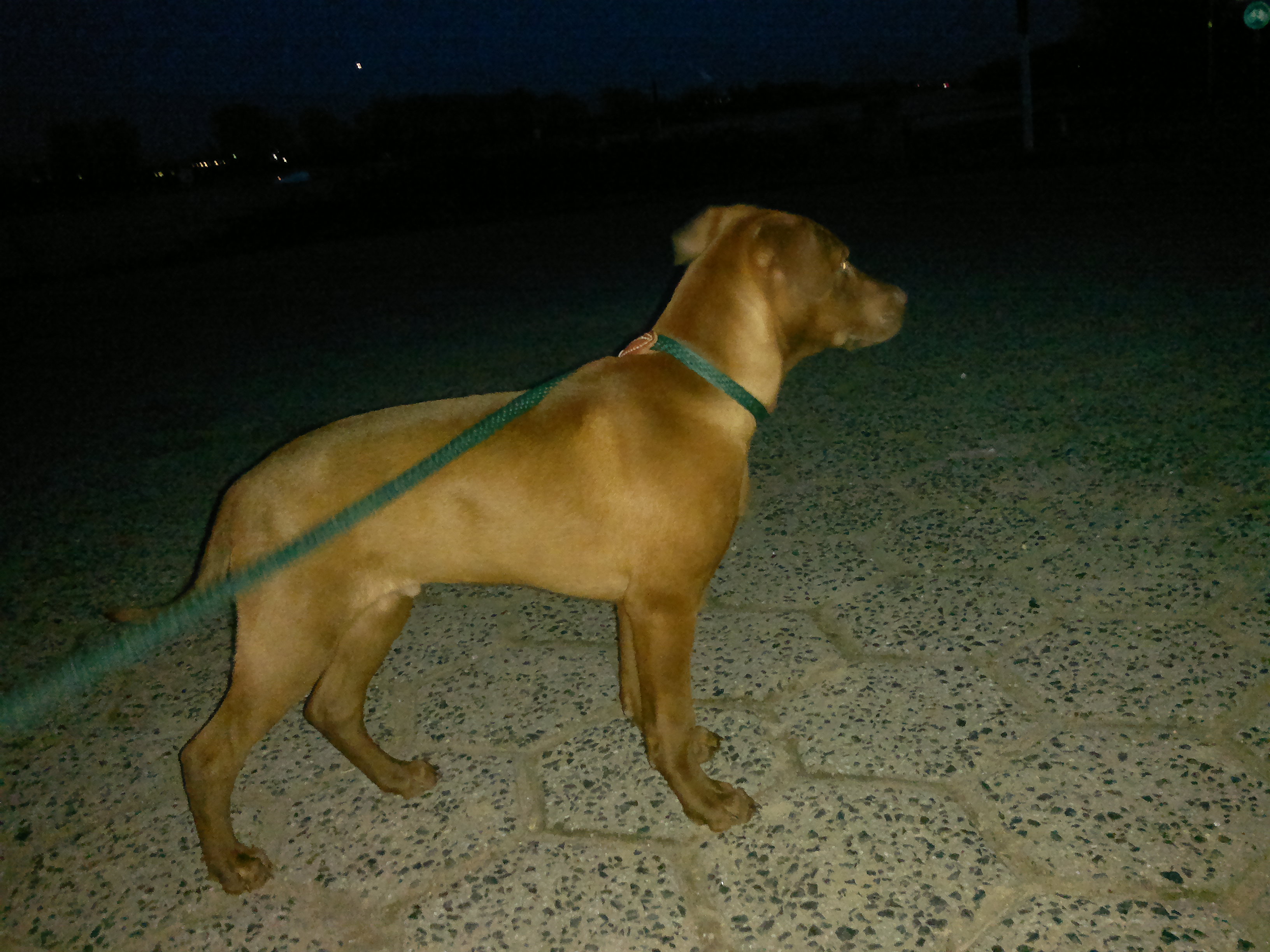 Budy (Labrador, Magyar Vizsla) Labrador Magyar Vizsla 