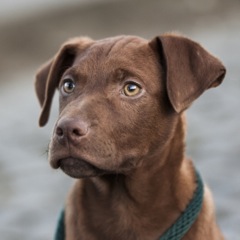 Budy (Labrador, Magyar Vizsla) Labrador Magyar Vizsla 