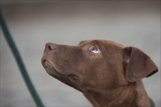 Budy (Labrador, Magyar Vizsla) Labrador Magyar Vizsla 