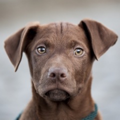 Budy (Labrador, Magyar Vizsla) Labrador Magyar Vizsla 