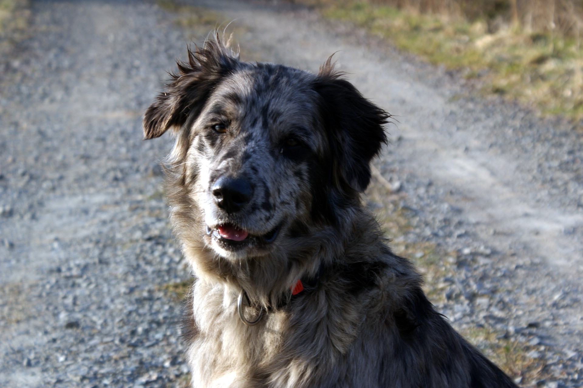 alaskan malamute x golden retriever alaskan malamute australian shepherd border collie golden retriever alaskan malamute x golden retriever alaskan malamute australian shepherd border collie golden retriever