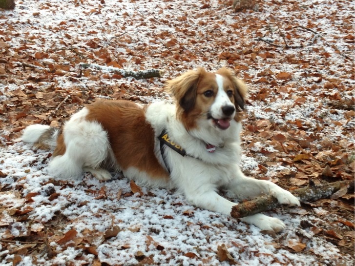 Marley (Havaneser, Kooikerhondje) Havaneser Kooikerhondje 