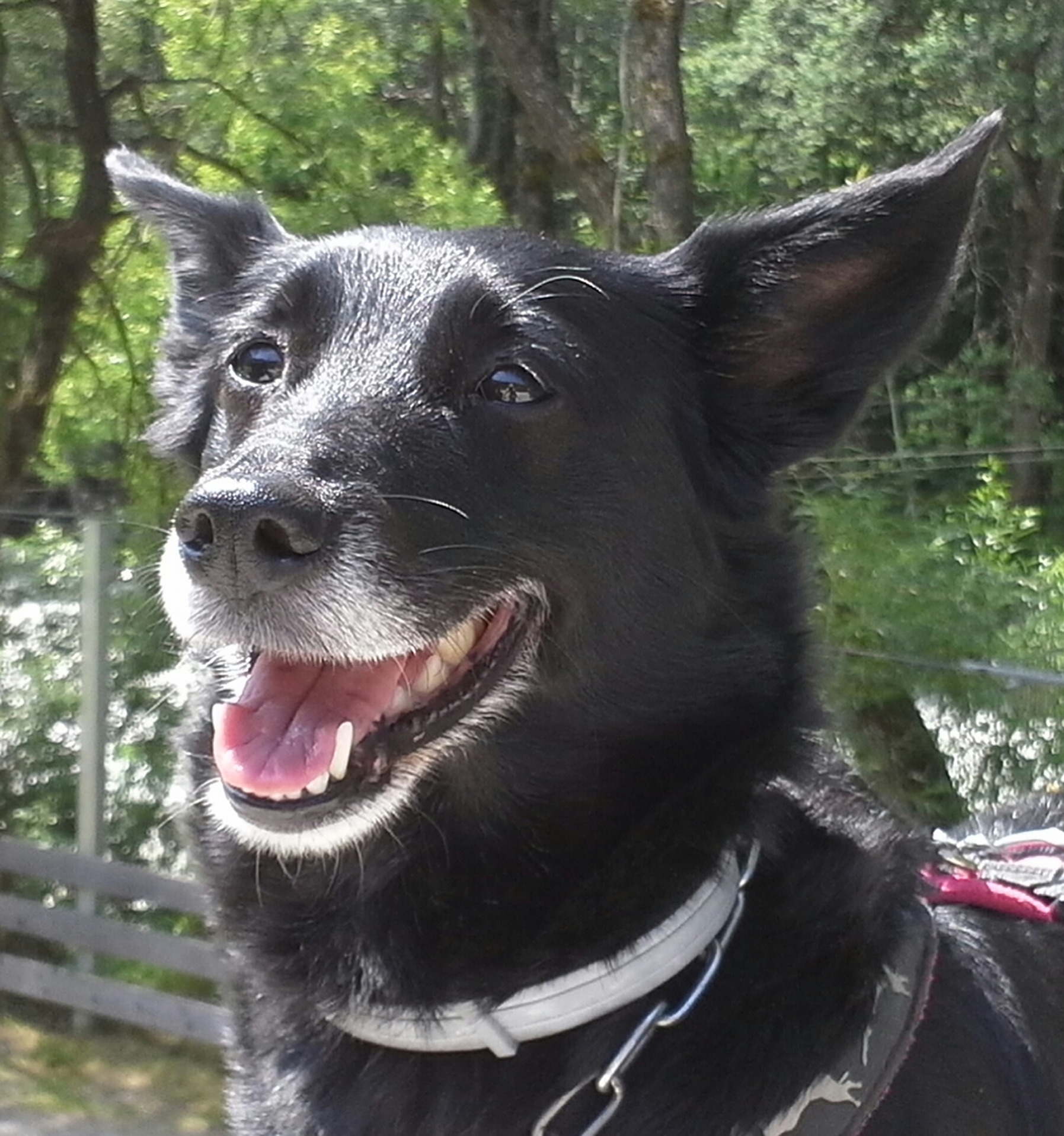 Ivy (Bordeauxdogge, Collie, Shetland Sheepdog) Bordeauxdogge Collie Shetland Sheepdog 