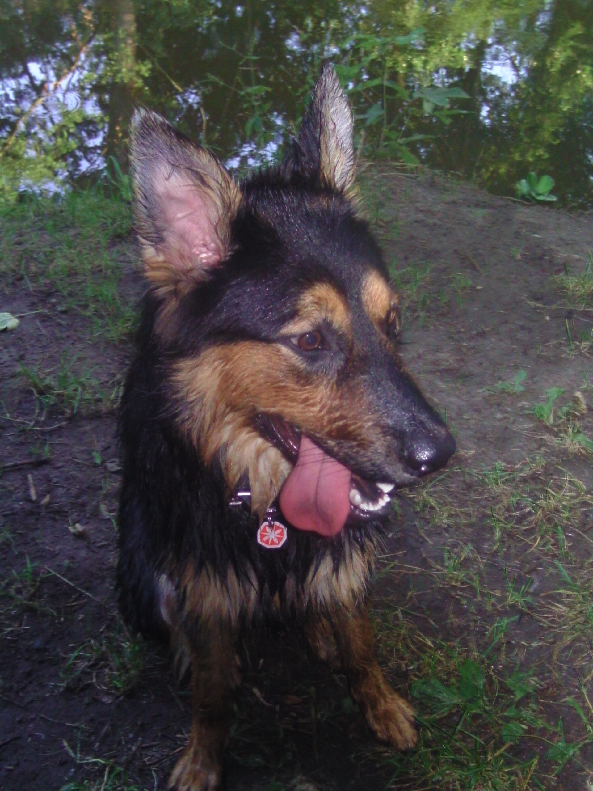 Leonie (Berner Sennenhund, Deutscher Schäferhund, Hovawart) Berner Sennenhund Deutscher Schäferhund Hovawart 