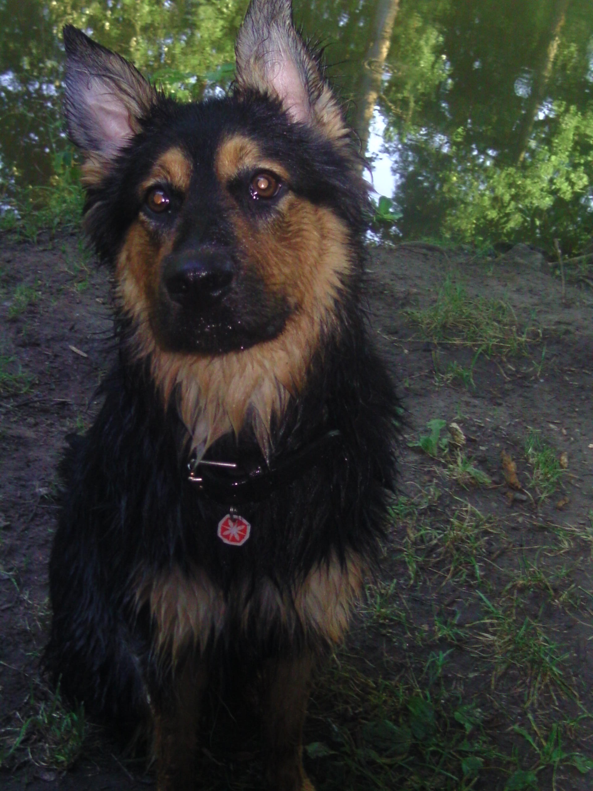 Leonie (Berner Sennenhund, Deutscher Schäferhund, Hovawart) Berner Sennenhund Deutscher Schäferhund Hovawart 