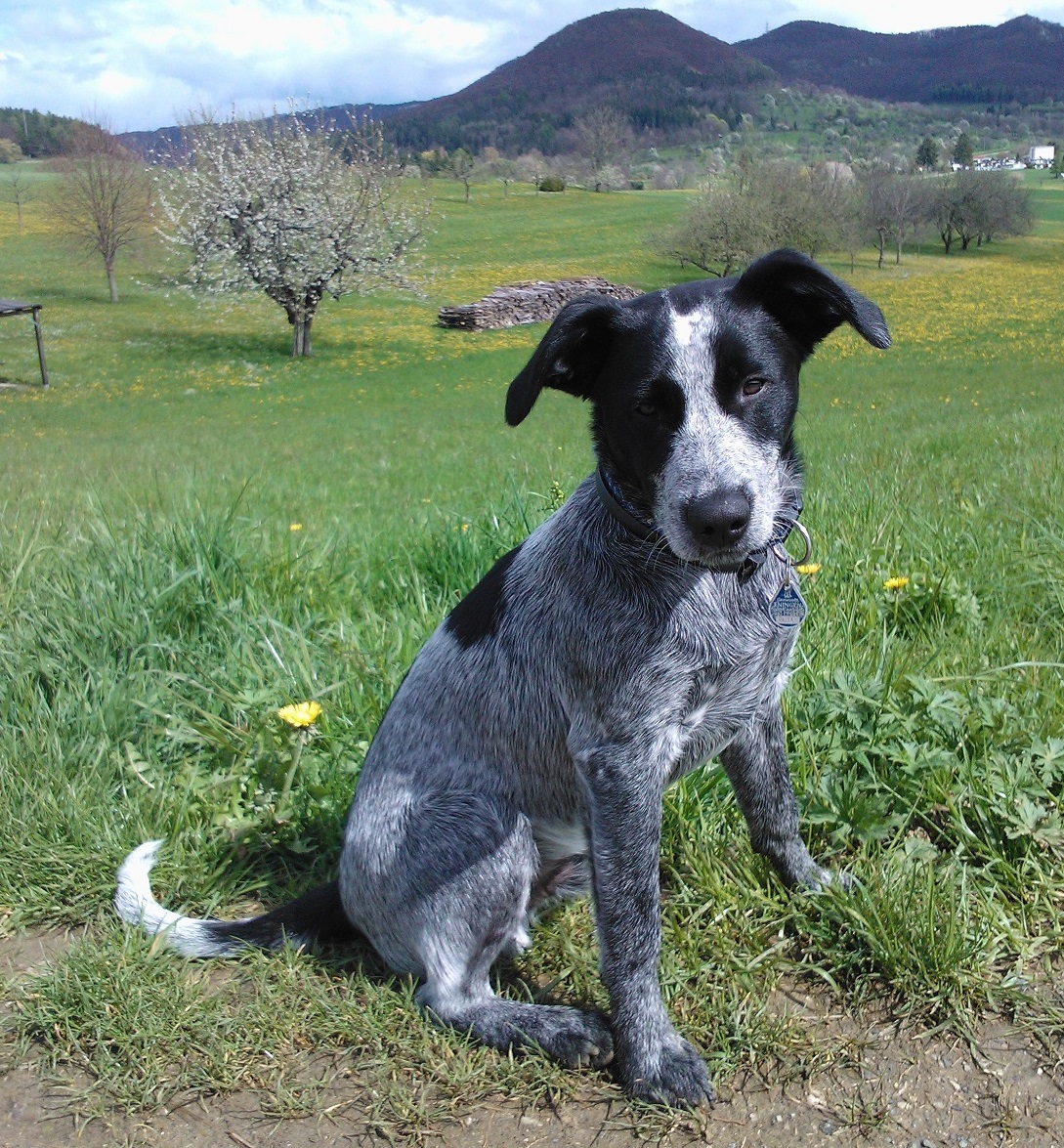 Oscar (Australian Cattle Dog, Basset, Cocker Spaniel) Australian Cattle Dog Basset Cocker Spaniel 