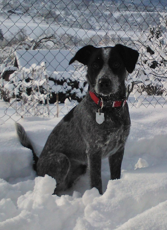 Oscar (Australian Cattle Dog, Basset, Cocker Spaniel) Australian Cattle Dog Basset Cocker Spaniel 