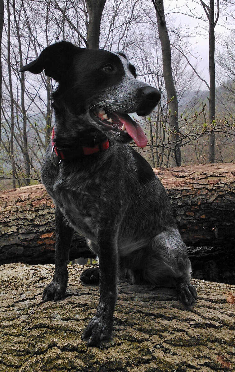 Oscar (Australian Cattle Dog, Basset, Cocker Spaniel) Mischling Mix