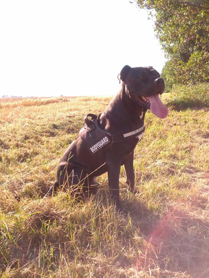 Namenlos (Dogo Canario, Rhodesian Ridgeback) Dogo Canario Rhodesian Ridgeback 