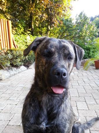 Vino Tinto (Bouvier des Flandres, Deutscher Boxer) Bouvier des Flandres Deutscher Boxer 