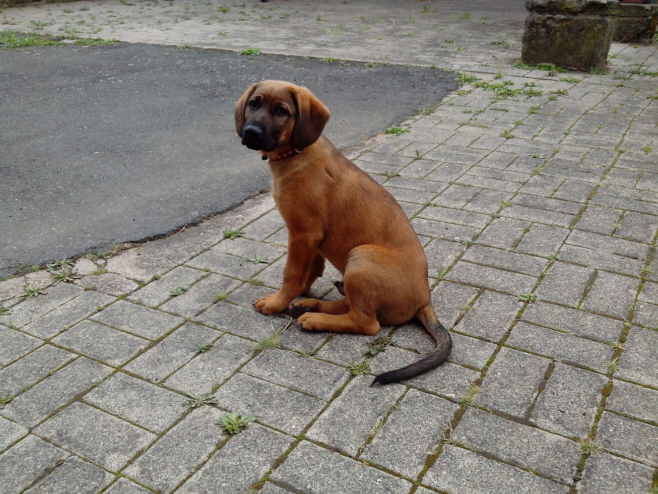 Sam (Deutscher Schäferhund, Hannoverscher Schweisshund) Deutscher Schäferhund Hannoverscher Schweisshund 