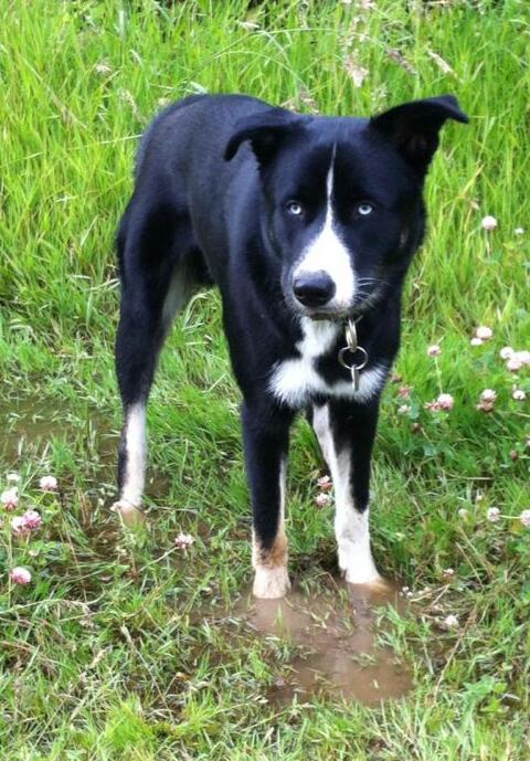 Carlos (Border Collie, Dalmatiner, Deutscher Schäferhund, Siberian Husky) Border Collie Dalmatiner Deutscher Schäferhund Siberian Husky 