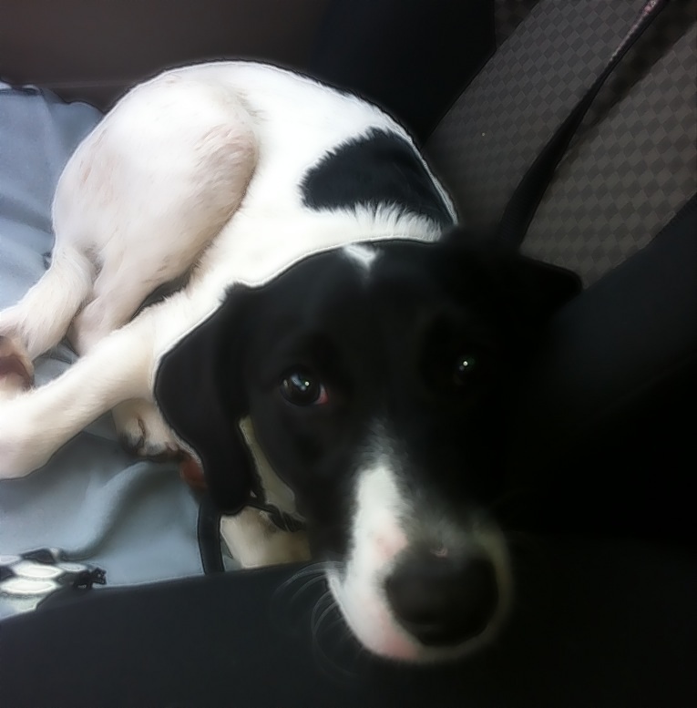 Mali (Border Collie, Jack Russell Terrier) Border Collie Jack Russell Terrier 