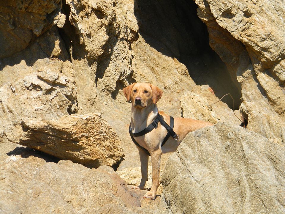 Lizzy (Labrador, Magyar Vizsla) Labrador Magyar Vizsla 