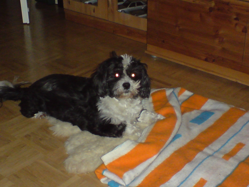 Daisy (Shih Tzu, Unbekannt) Shih Tzu Unbekannt 