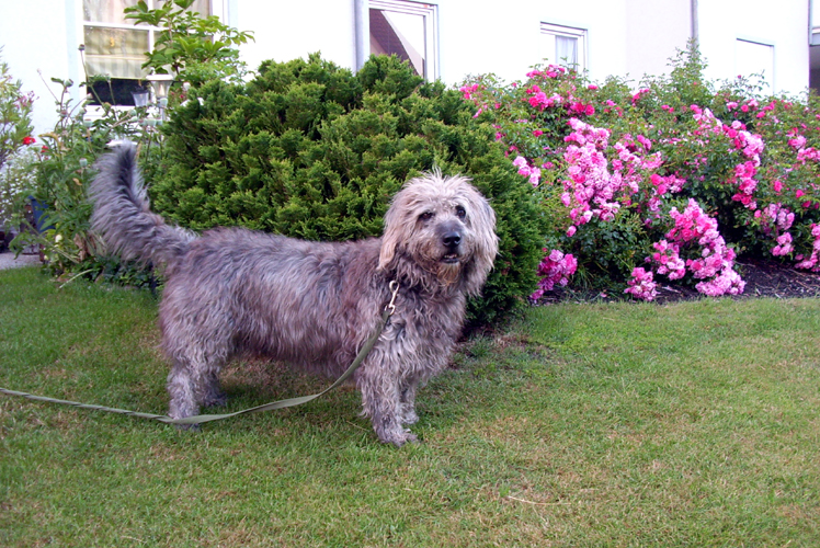 Rocky (Griffon, Rauhaardackel) Griffon Rauhaardackel 