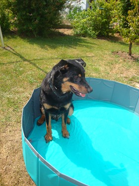 Lucky (Australian Cattle Dog, Australian Shepherd, Border Collie) Australian Cattle Dog Australian Shepherd Border Collie 