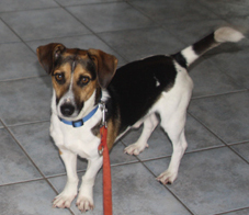 Jackson (Jack Russell Terrier, Berner Niederlaufhund) Berner Niederlaufhund Jack Russell Terrier 