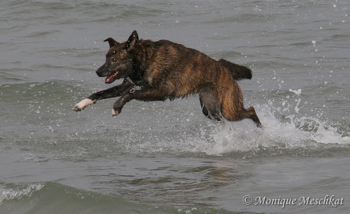 Kira (Collie, Deutscher Boxer, Rottweiler, Siberian Husky) Collie Deutscher Boxer Rottweiler Siberian Husky 