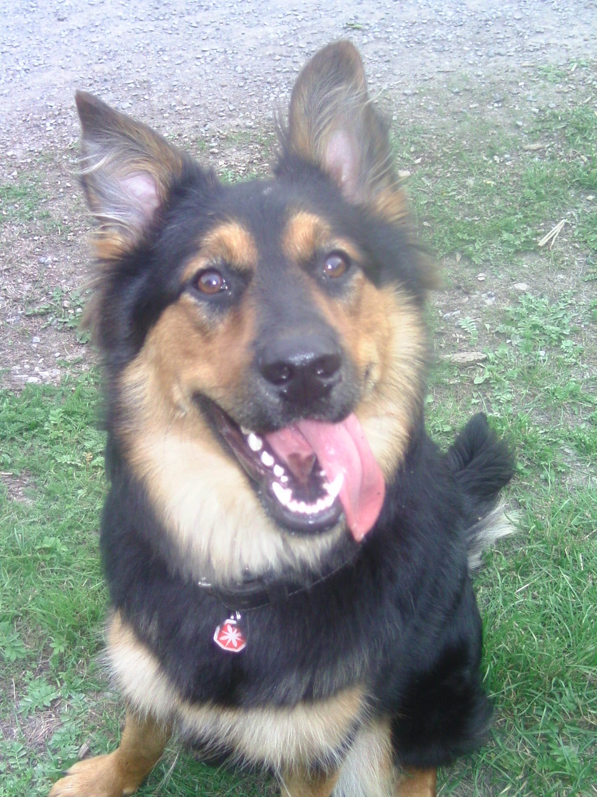 Leonie (Berner Sennenhund, Deutscher Schäferhund, Hovawart) Berner Sennenhund Deutscher Schäferhund Hovawart 