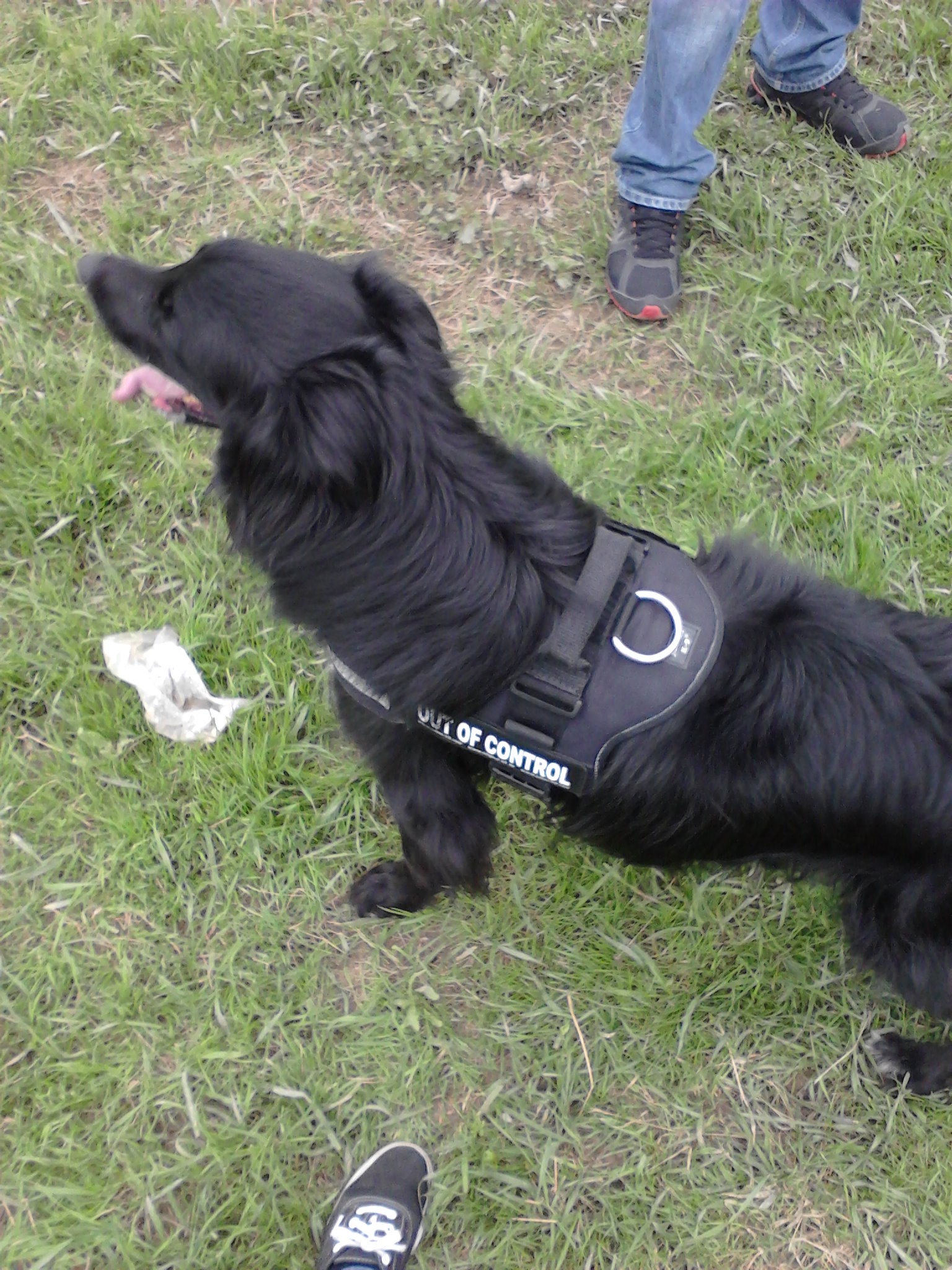 Johnny (Collie, Golden Retriever, Goldendoodle, Pudel) Collie Golden Retriever Goldendoodle Pudel 