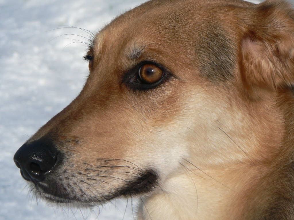 Kira (Labrador, Golden Retriever, Schäferhund, Windhund) Deutscher Schäferhund Golden Retriever Labrador 