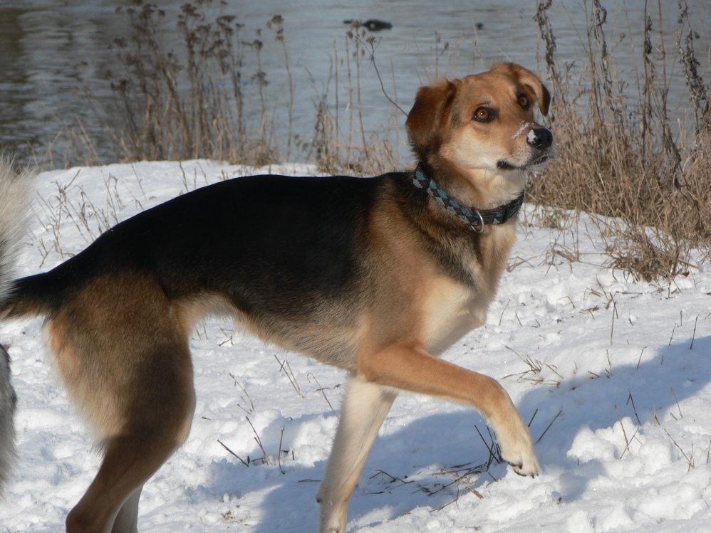 Kira (Labrador, Golden Retriever, Schäferhund, Windhund) Deutscher Schäferhund Golden Retriever Labrador 