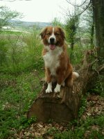 Nila (Berner Sennenhund, Leonberger) Berner Sennenhund Leonberger 