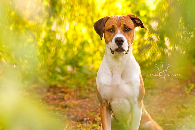 Henry (Bordeauxdogge, Cane Corso, Deutscher Boxer, Dobermann, Dogo Argentino) Bordeauxdogge Cane Corso Deutscher Boxer Dobermann Dogo Argentino 