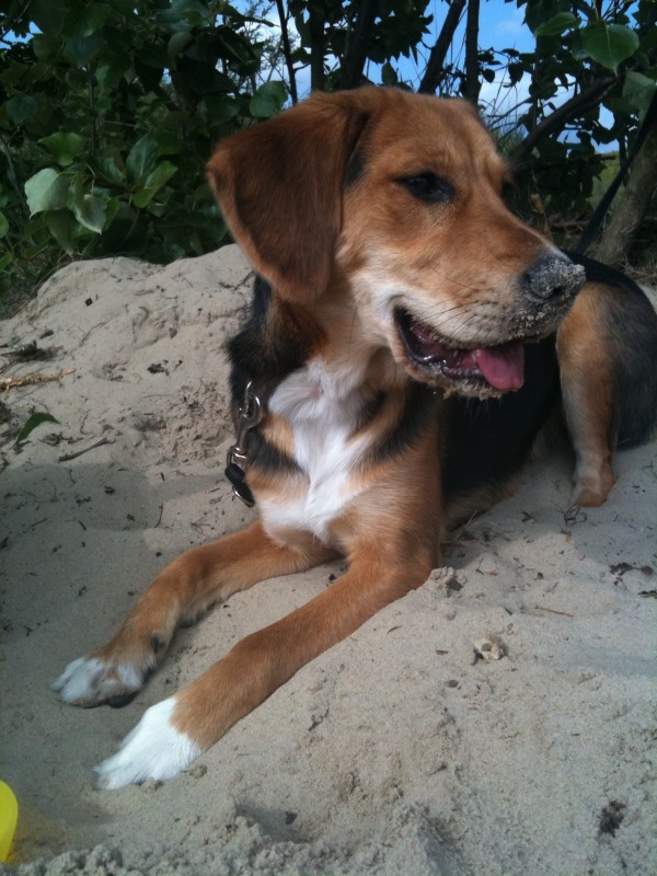 Amy (Beagle, Unbekannt) Beagle Unbekannt 