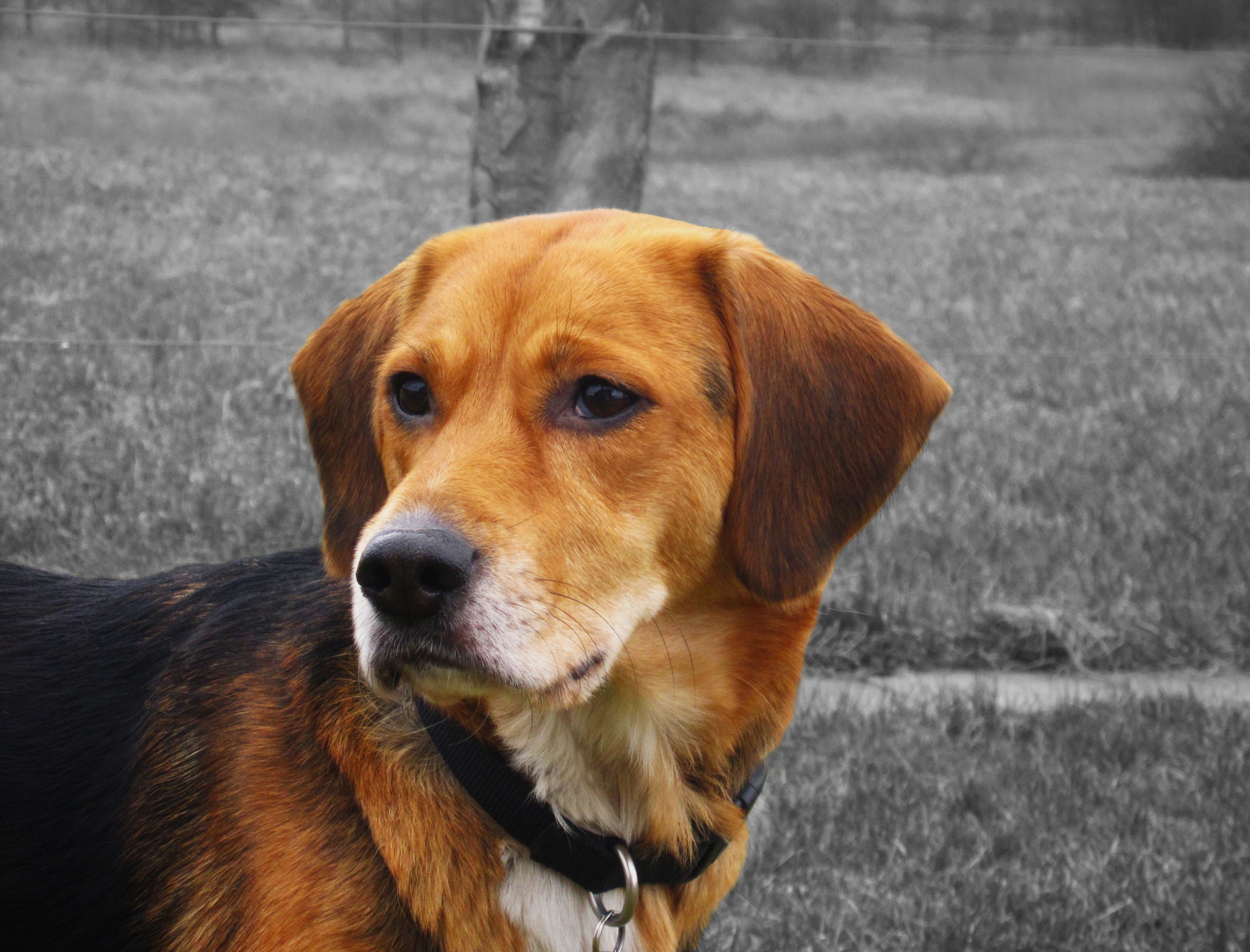 Amy (Beagle, Unbekannt) Beagle Unbekannt 