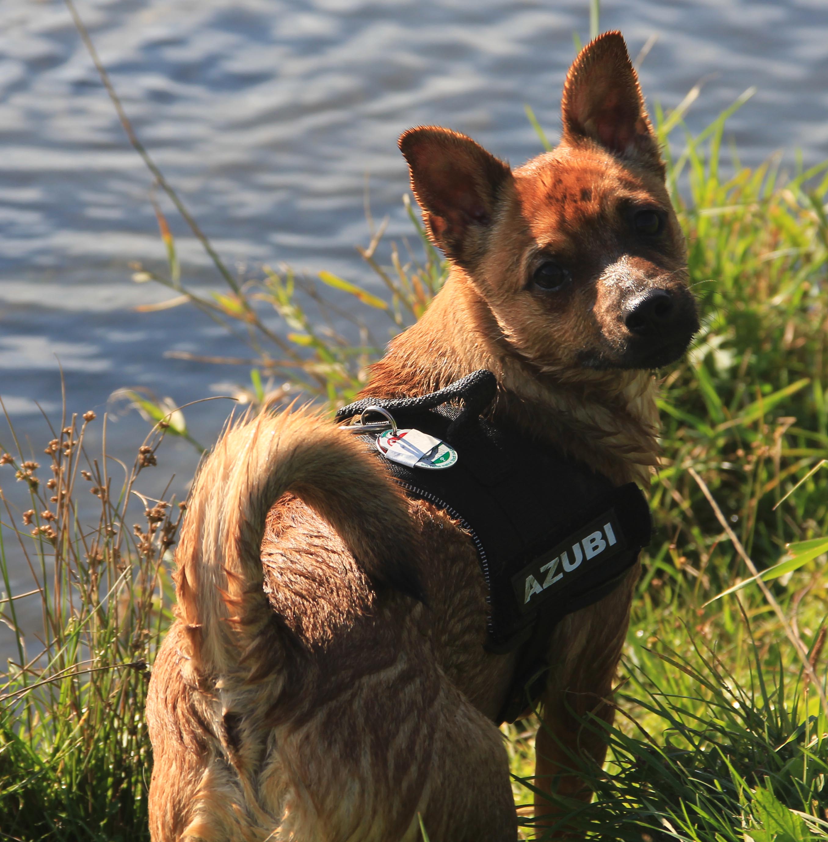 Kalli (Mops, Zwergpinscher) Mops Zwergpinscher 