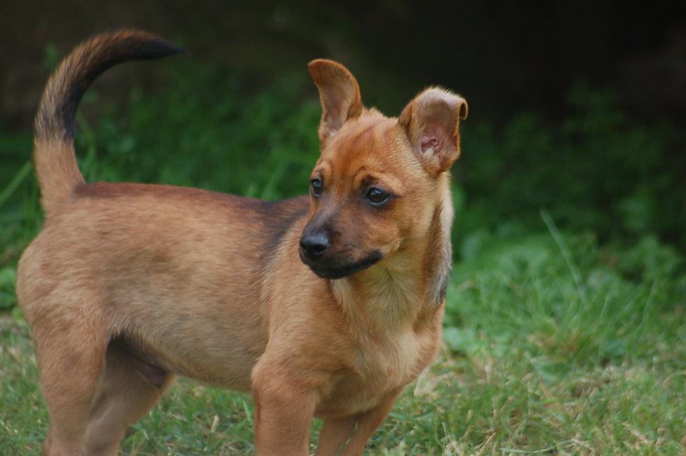 Kalli (Mops, Zwergpinscher) Mops Zwergpinscher 