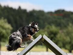 Kiowa (Border Collie, Sheltie) Border Collie Shetland Sheepdog 