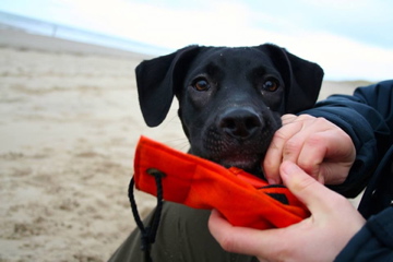 Tilda (Staffordshire Terrier, Labrador) Labrador Staffordshire Terrier 