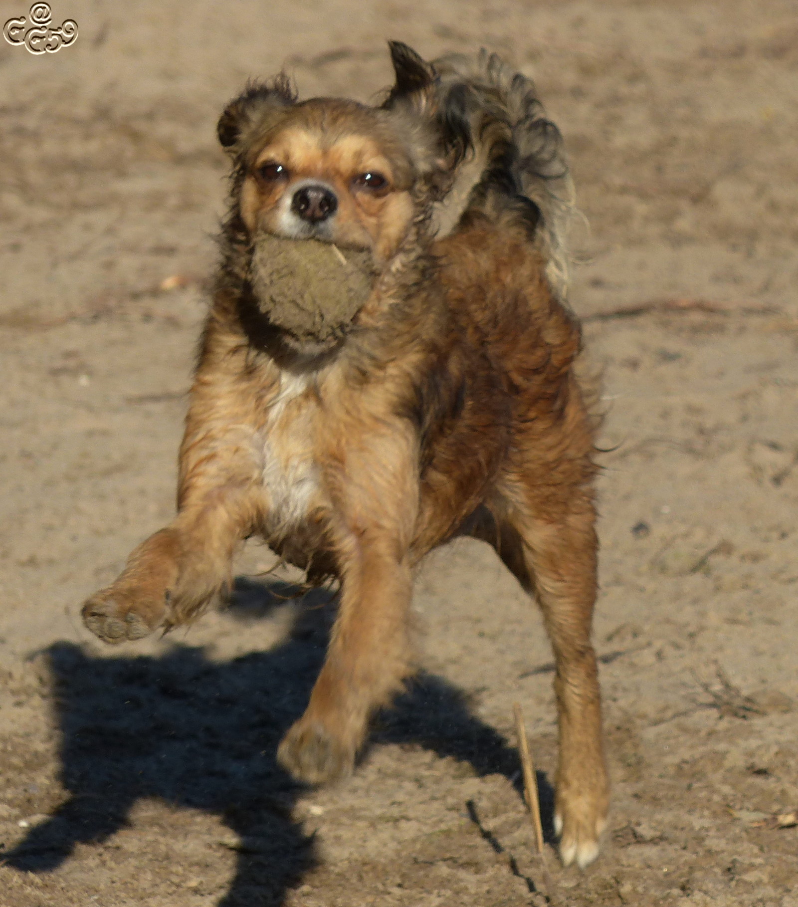 Maiki (Cavalier King Charles Spaniel, Chihuahua) Cavalier King Charles Spaniel Chihuahua 