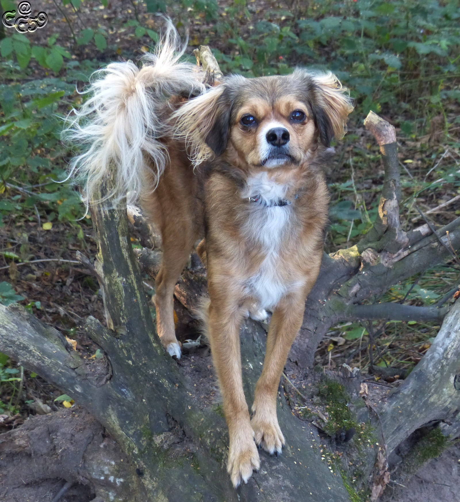 Maiki (Cavalier King Charles Spaniel, Chihuahua) Cavalier King Charles Spaniel Chihuahua 