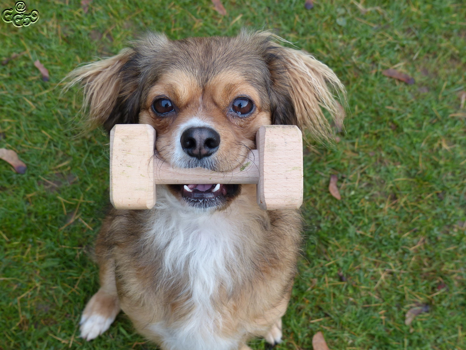 Maiki (Cavalier King Charles Spaniel, Chihuahua) Cavalier King Charles Spaniel Chihuahua 