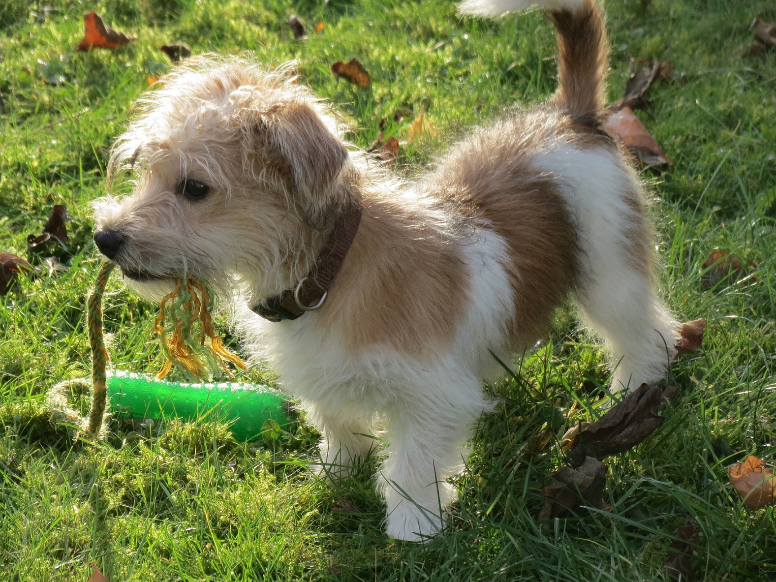 Paul (Dackel, Jack Russell Terrier, Shih Tzu, Yorkshire Terrier) Dackel Jack Russell Terrier Shih Tzu Yorkshire Terrier 