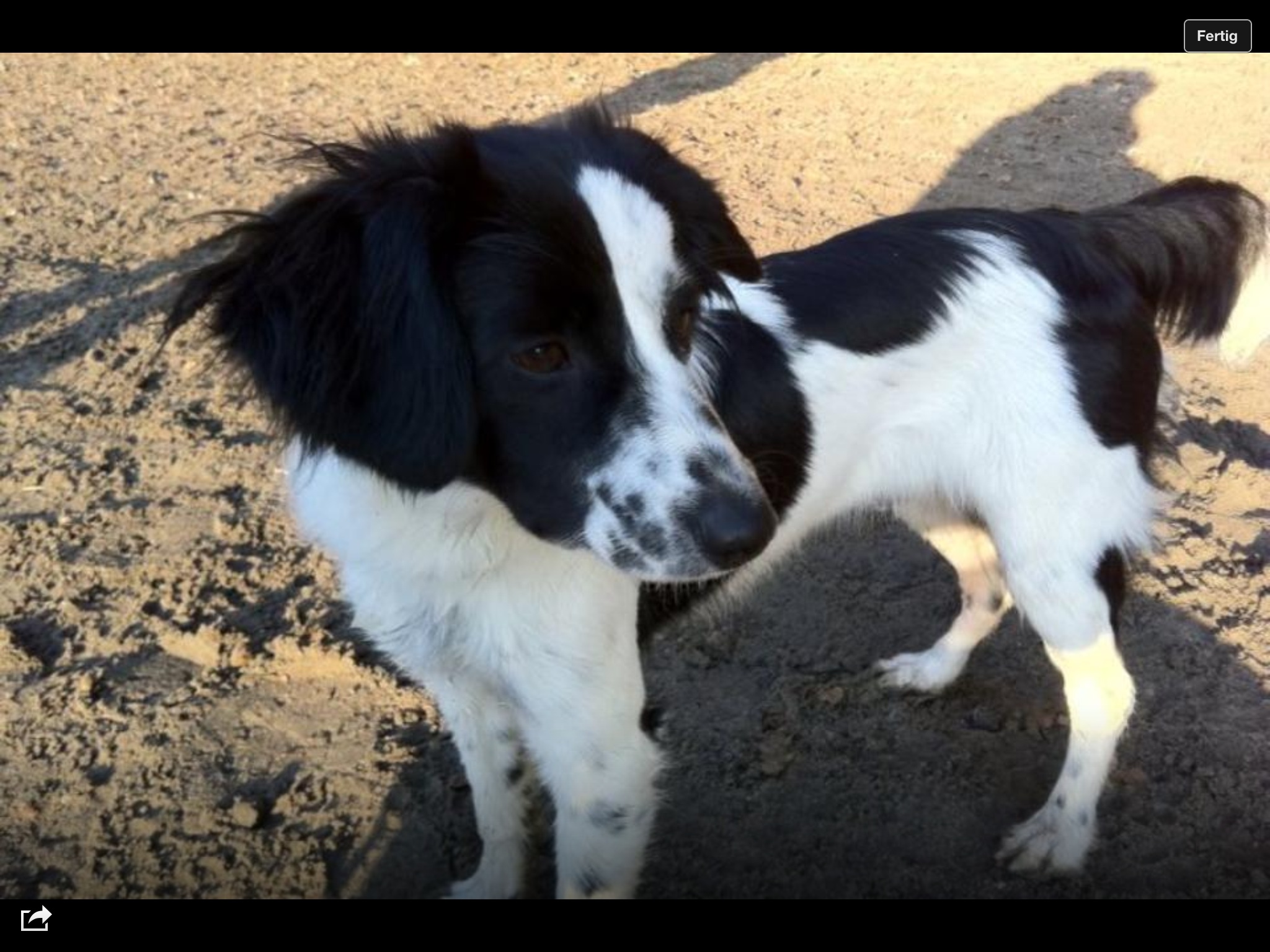 Amy (Border Collie, Jack Russell Terrier, Kromfohrländer) Border Collie Jack Russell Terrier Kromfohrländer 