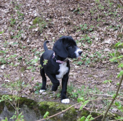 Bella (Labrador, Unbekannt) Labrador Unbekannt 