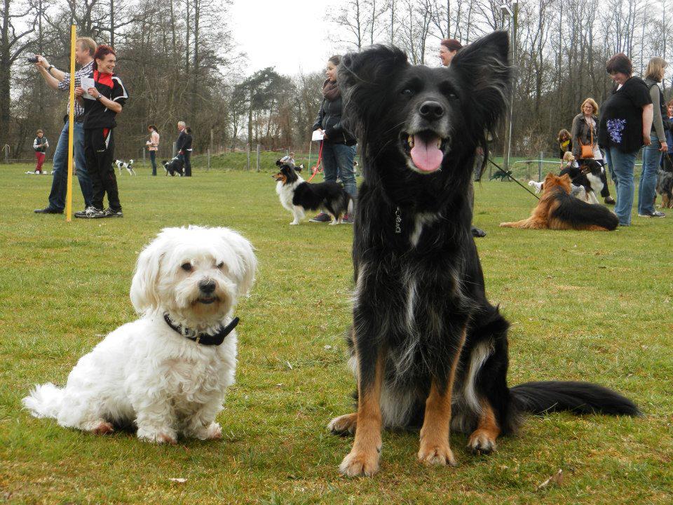 Sammy (Münsterländer, Unbekannt) Münsterländer Unbekannt 