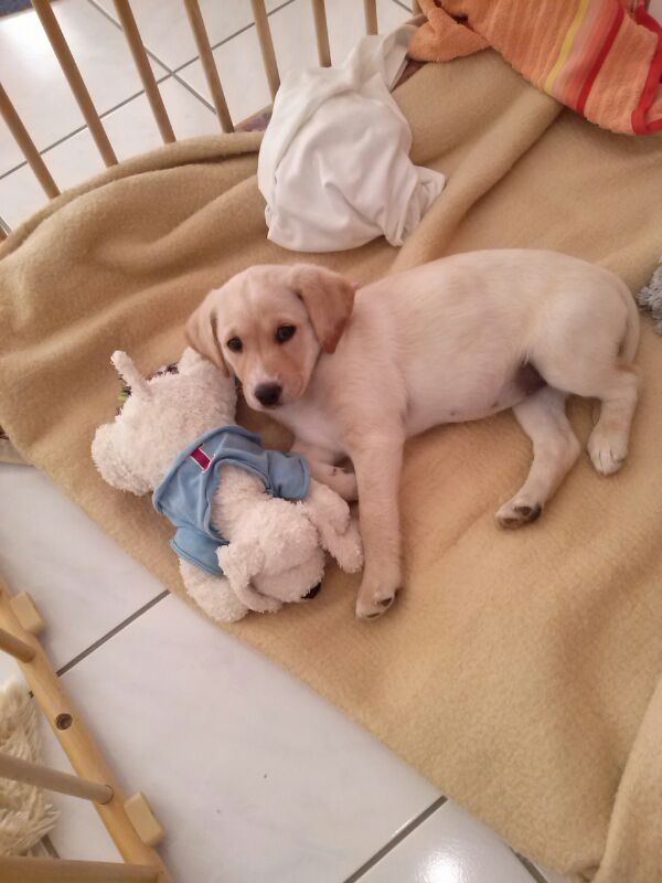 Mila (Cocker Spaniel, Labrador) Cocker Spaniel Labrador 