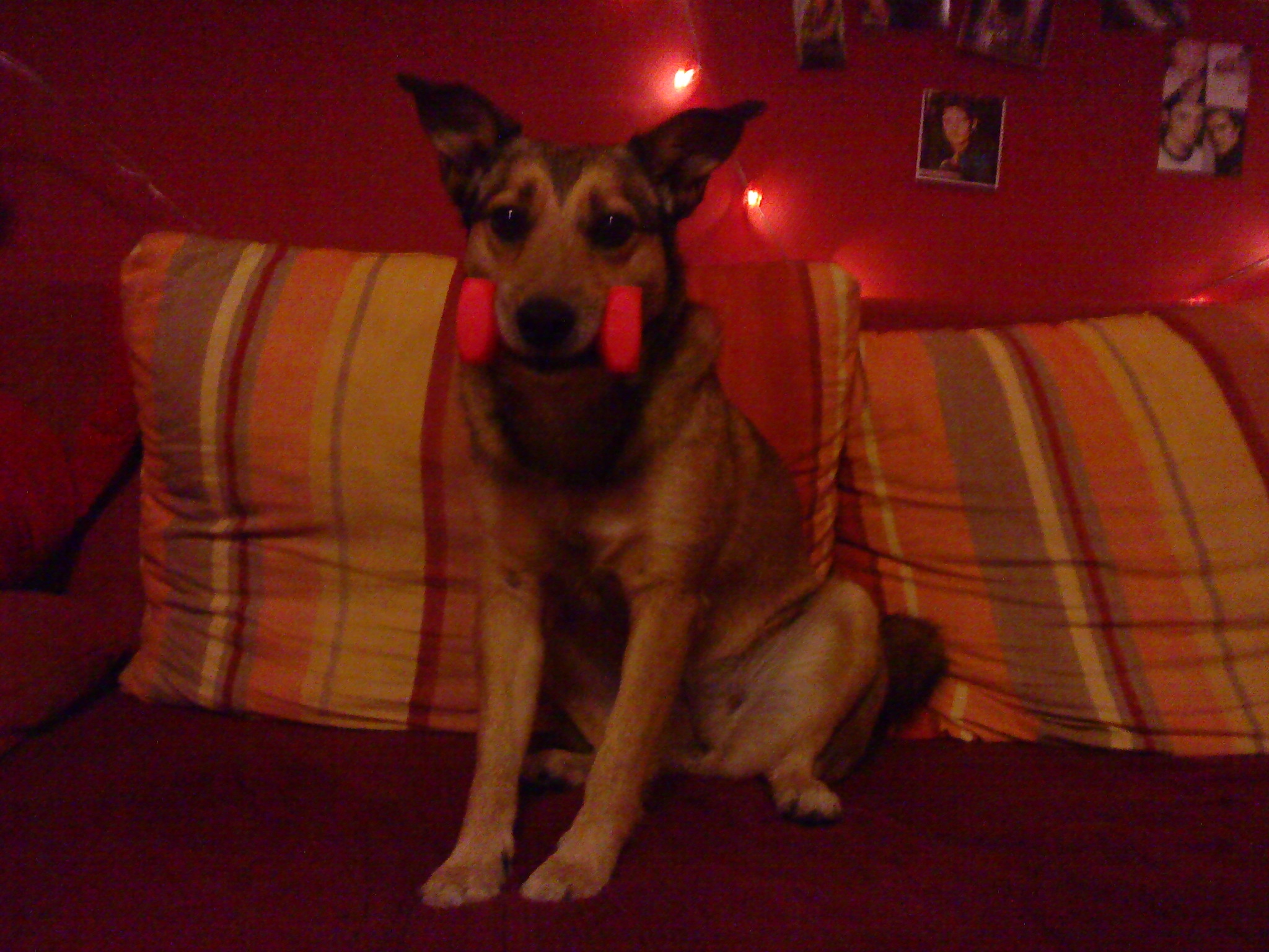 Lucy (Cocker Spaniel, Foxterrier, Unbekannt, Yorkshire Terrier) Cocker Spaniel Foxterrier Unbekannt Yorkshire Terrier 