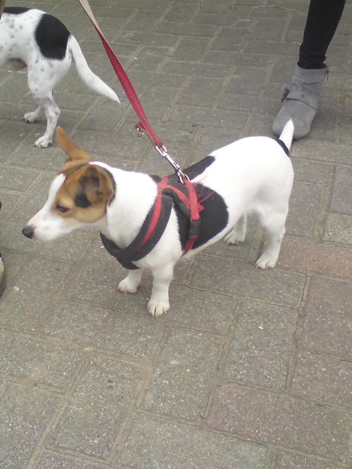 Fly (Jack Russell Terrier, Zwergspitz) Jack Russell Terrier Zwergspitz 