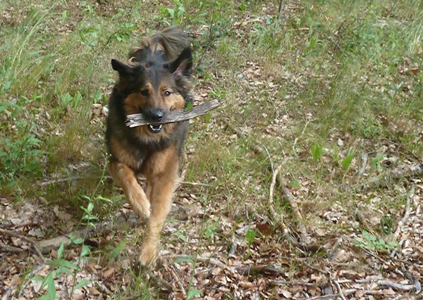 Cintia (Berner Sennenhund, Malinois) Berner Sennenhund Malinois 