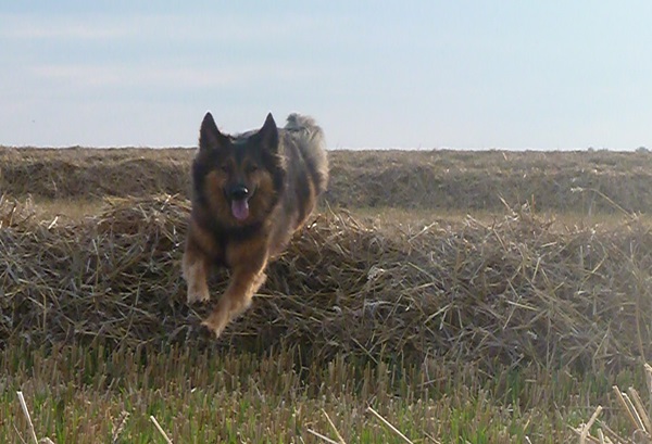 Cintia (Berner Sennenhund, Malinois) Berner Sennenhund Malinois 