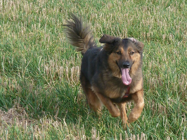 Cintia (Berner Sennenhund, Malinois) Berner Sennenhund Malinois 