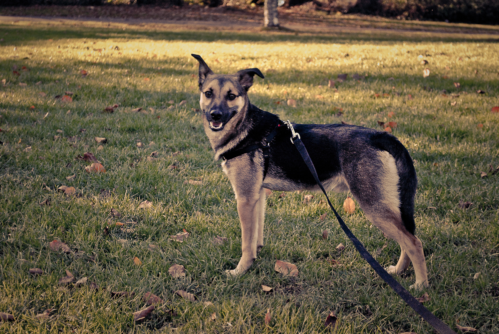 Isaac (Deutscher Schäferhund, Spitz) Deutscher Schäferhund Spitz 